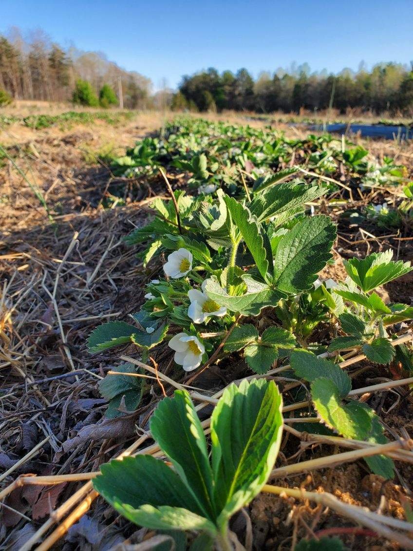 Strawberry plants flowering at Lee's One Fortune Farm