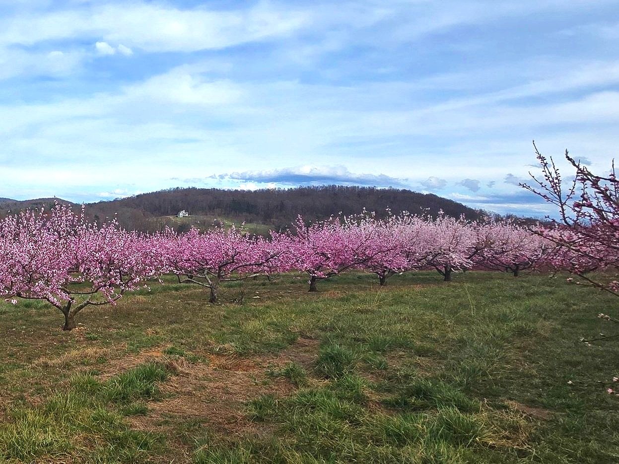 Lee's One Fortune Farm orchard in bloom